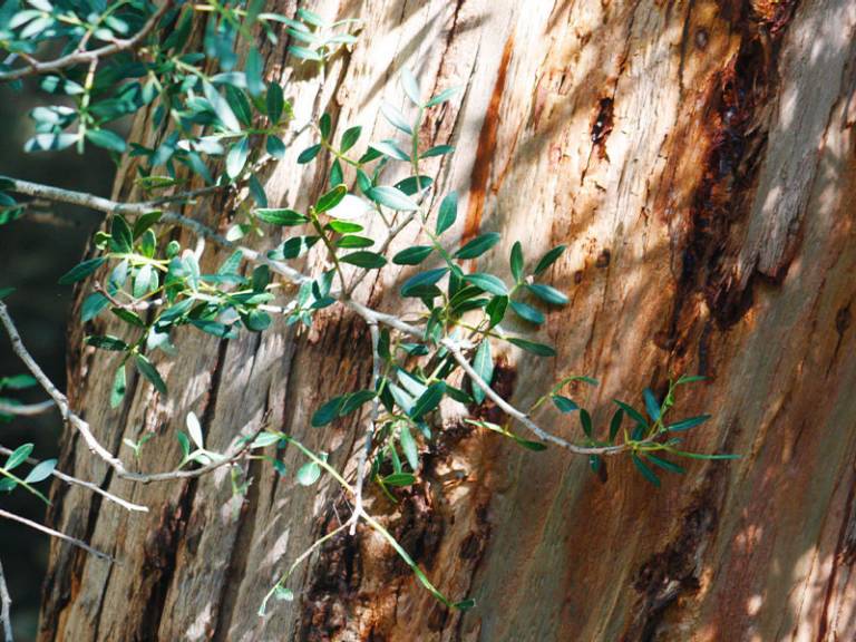 Red eucalyptus