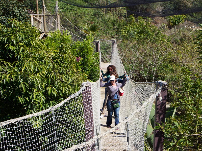 Puente colgante Cañón aves | Selwo Aventura