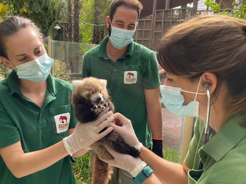 Animales en peligro de extinción: nacimiento de una cría de panda rojo en Selwo Aventura