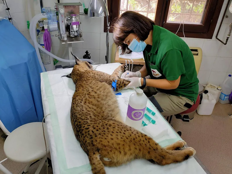 ¿Cómo es el día a día de un veterinario en un zoológico?