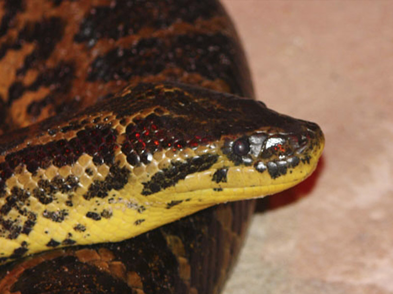 Anaconda-amarilla-