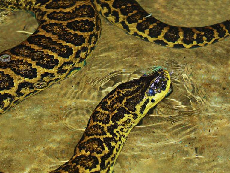  Anaconda amarilla