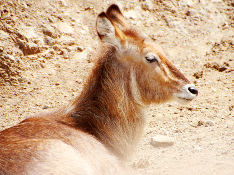 Antilope-acuatico