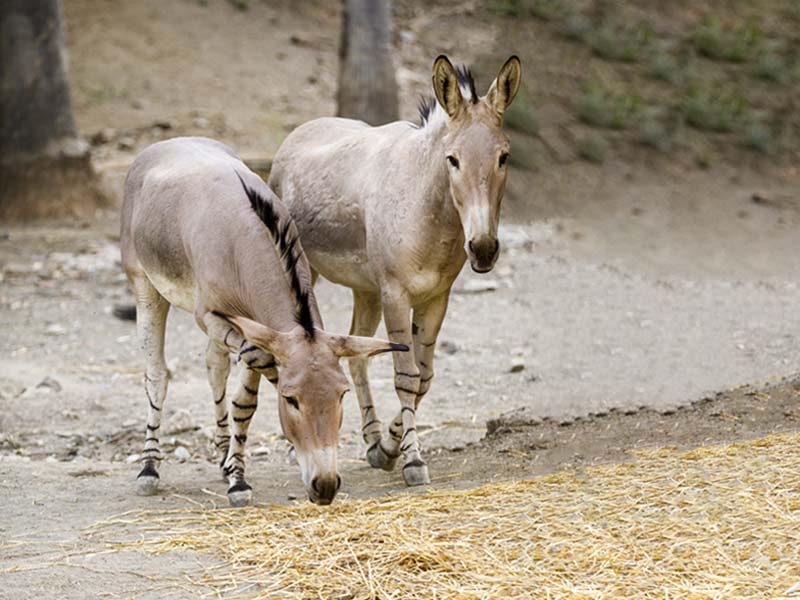 Asno somalí, en peligro crítico de extinción