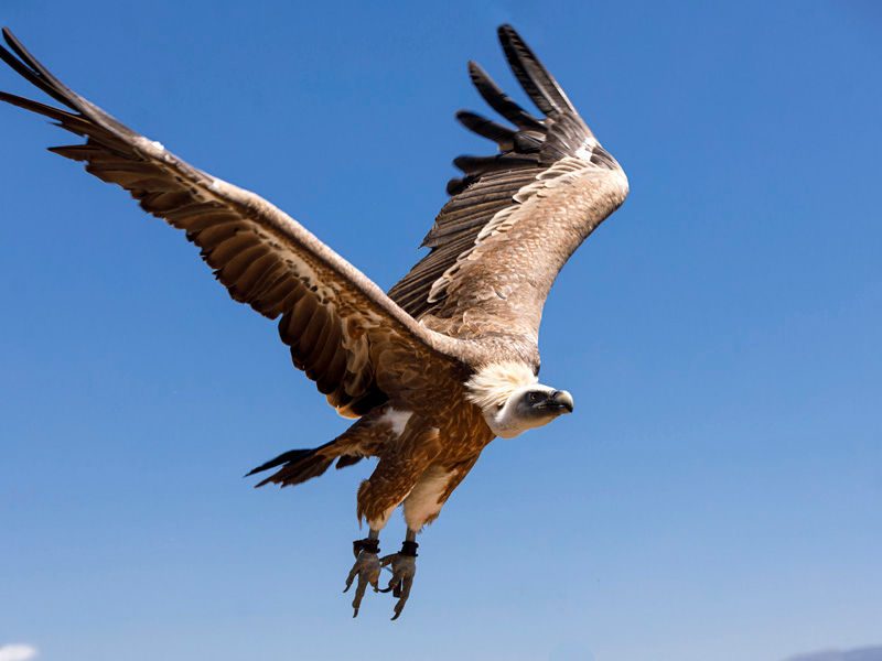 Griffon vulture