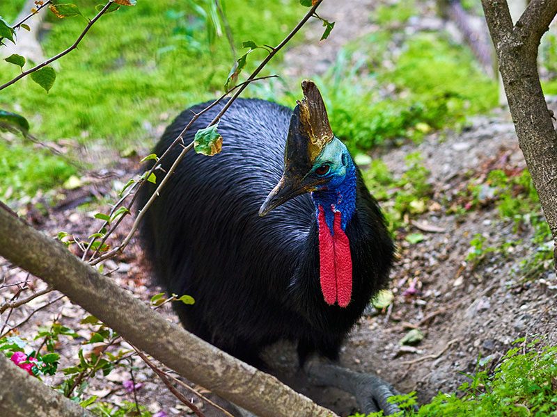 Southern cassowary