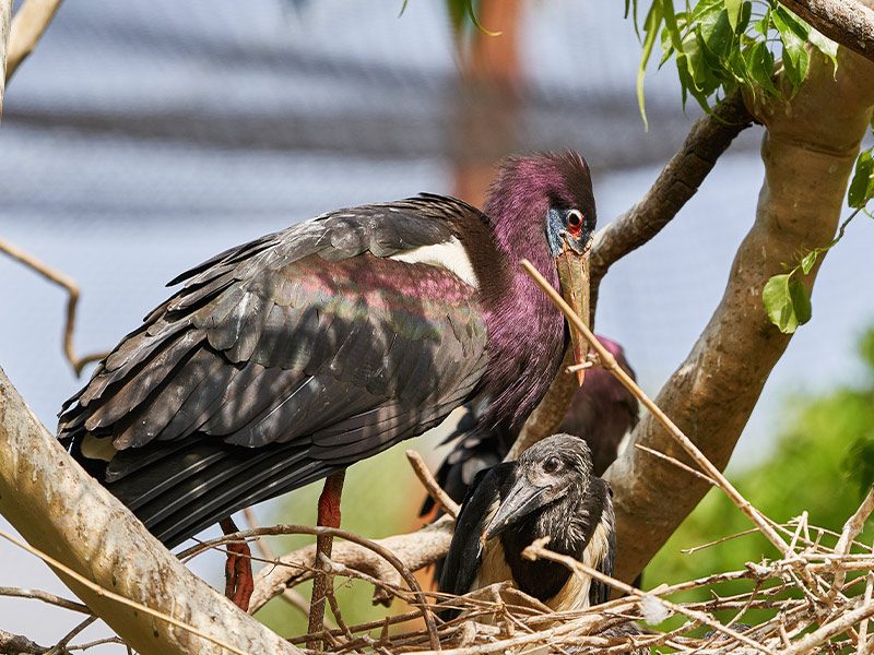 Abdim’s stork