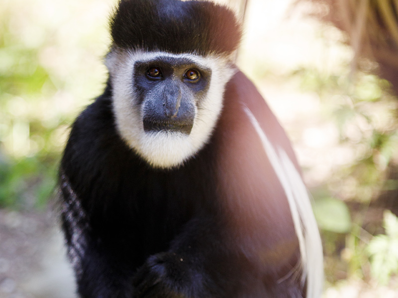 Mono De Colobus Blanco Y Negro Del Bebé Lindo Foto de archivo - Imagen de  habitat, animal: 21374748