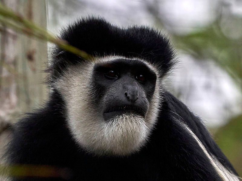 Black and white colobus