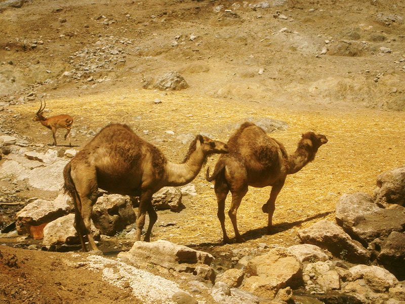 Dromedary