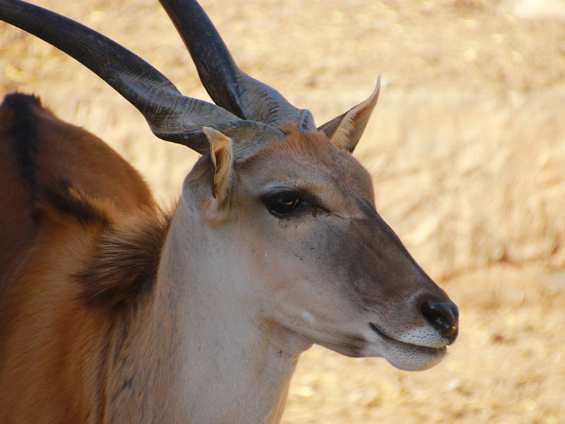 Common eland | Selwo Aventura
