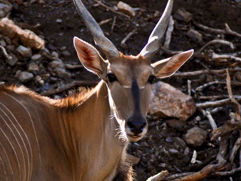 Common eland