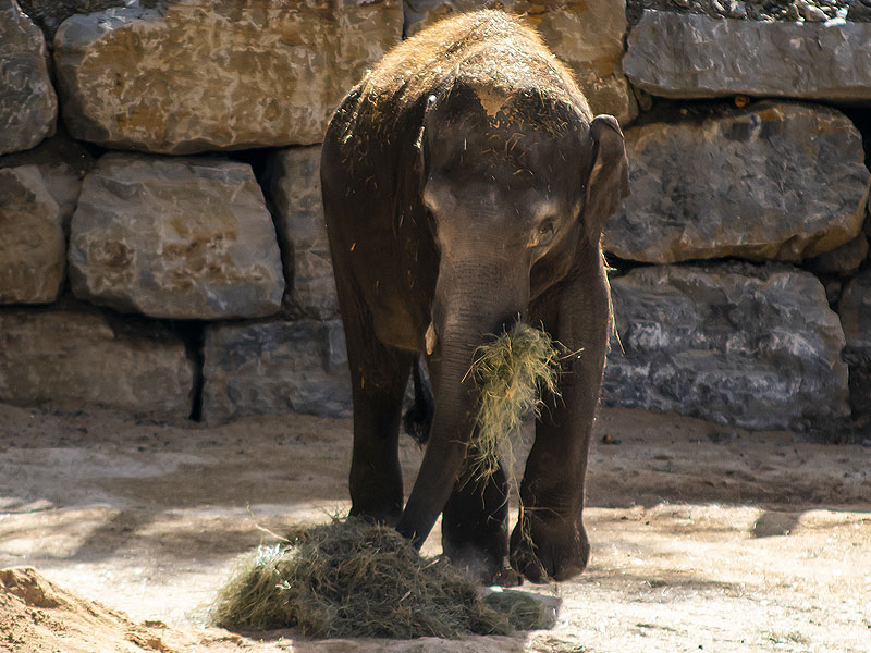 Elefante asiático en Selwo Aventura