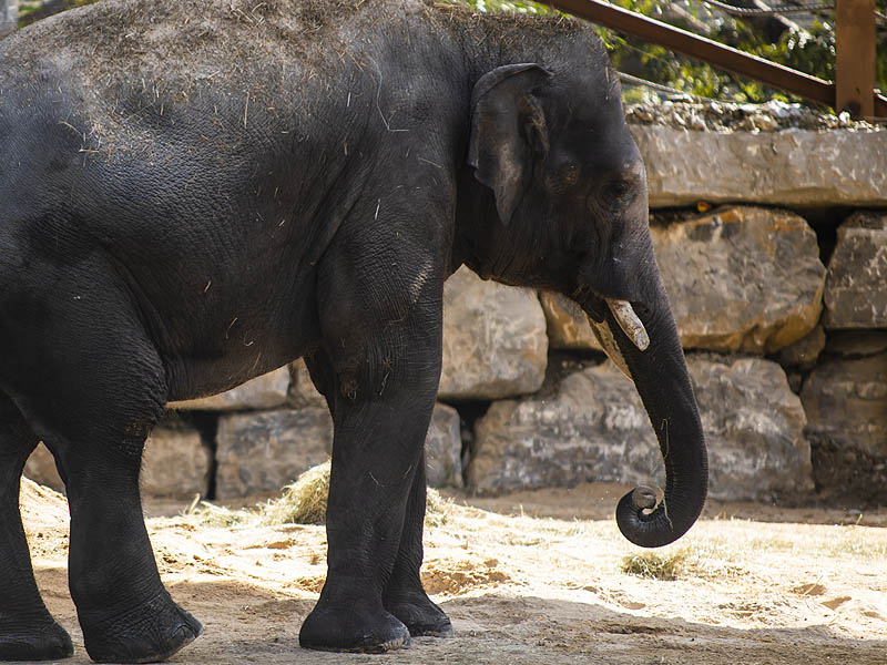 Elefante asiático en Selwo Aventura