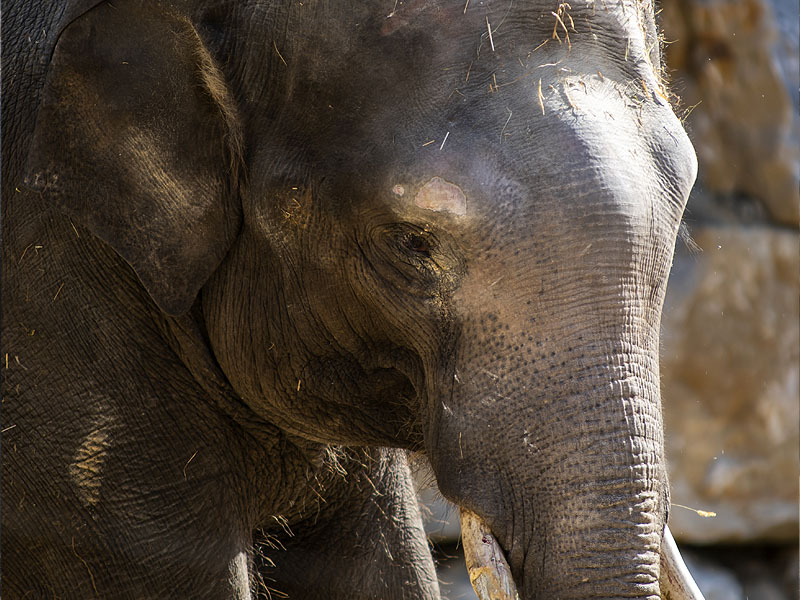 Elefante asiático en Selwo Aventura