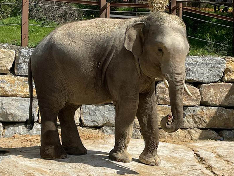 Selwo Aventura - Elefante asiático