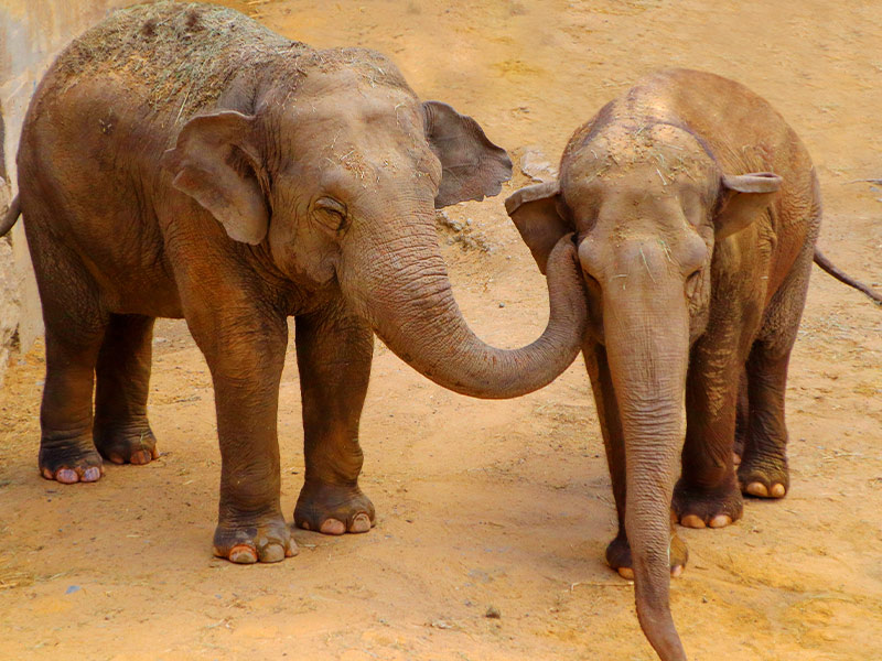 La elefanta Tima, una de nuestras habitantes más longevas, cumple 58 años