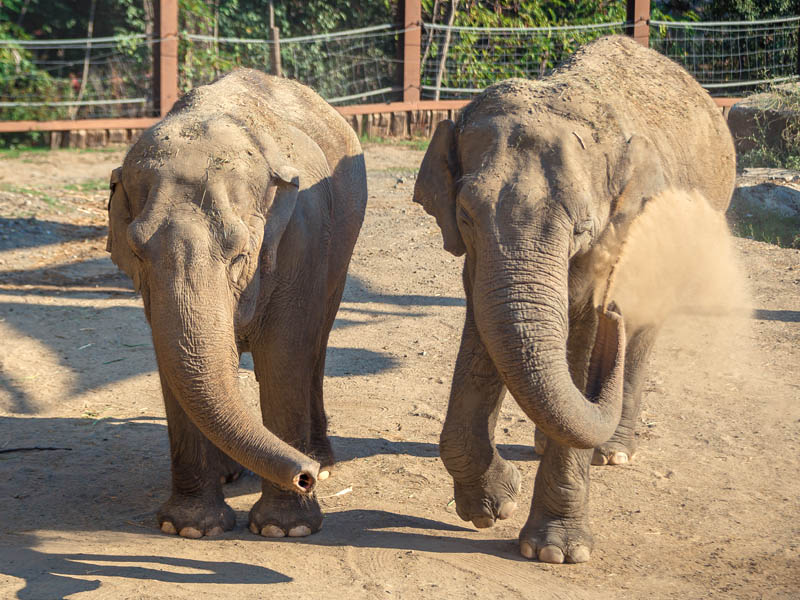 Elefante asiático en Selwo Aventura