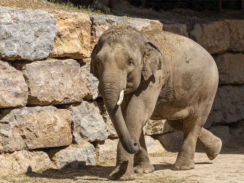 Elefantes asiáticos en Selwo Aventura