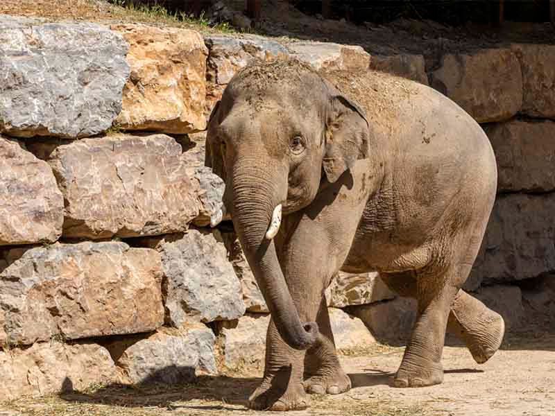 Elefante asiático