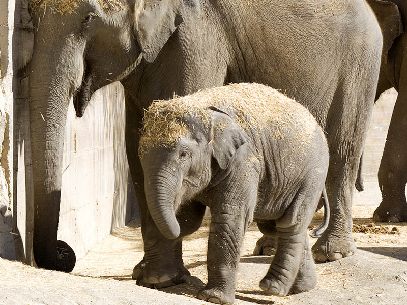 Kanvar, elefante asiático en Selwo Aventura