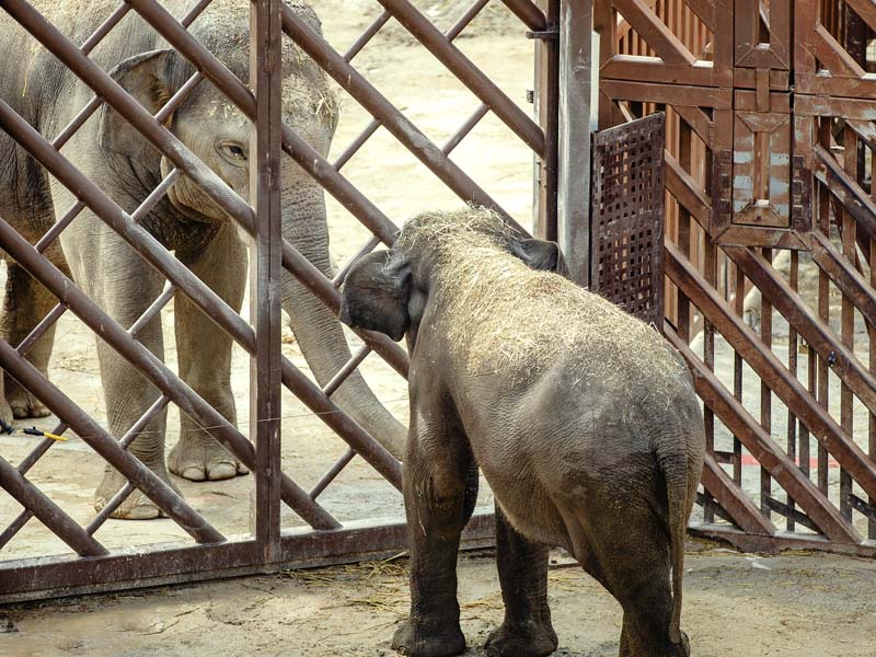 Primer contacto de Bogor y Hope