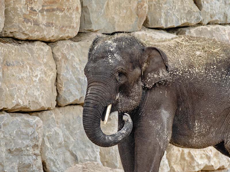 Elefante de Sumatra (Elephas maximus sumatranus) en Selwo Aventura