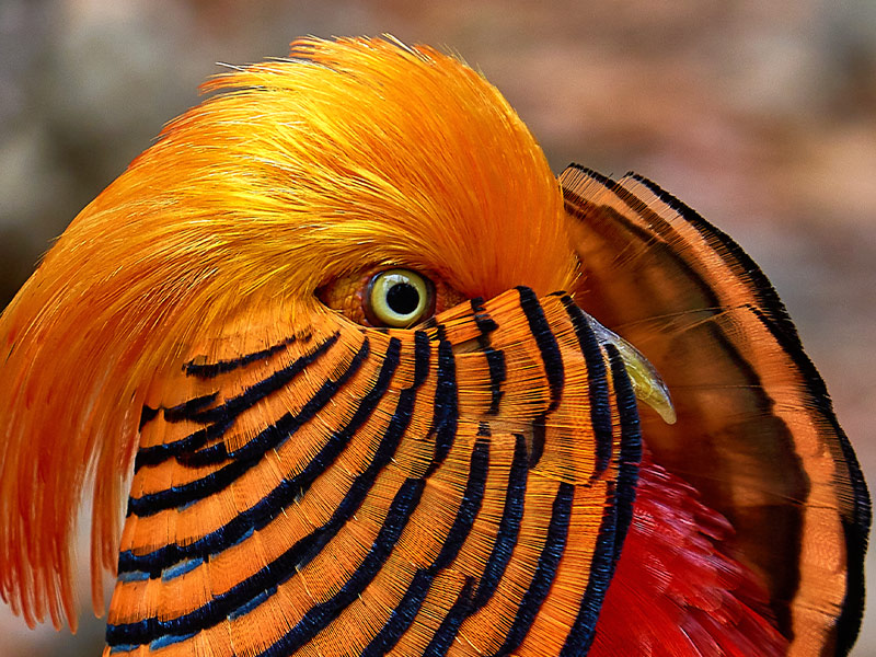 Golden pheasant | Selwo Aventura