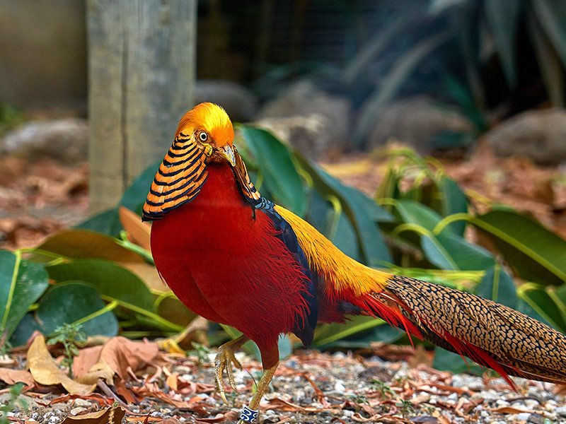 Faisán dorado