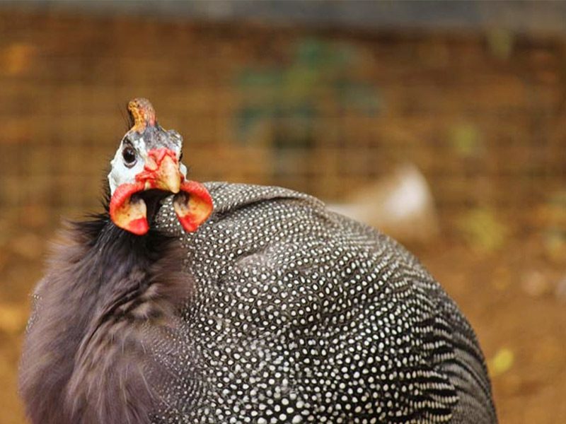 Gallinas de Guinea