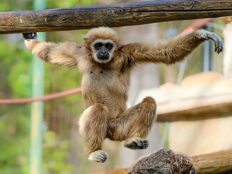 White-handed gibbon