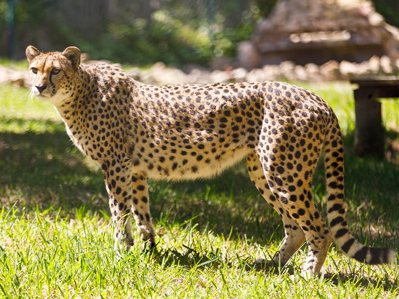 6 curiosidades interesantes sobre los leones que quizás no sabías