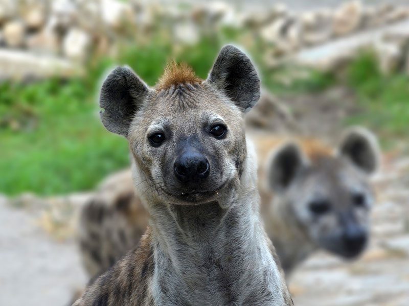 Spotted hyena