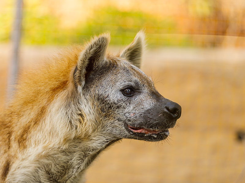 Spotted hyena | Selwo Aventura
