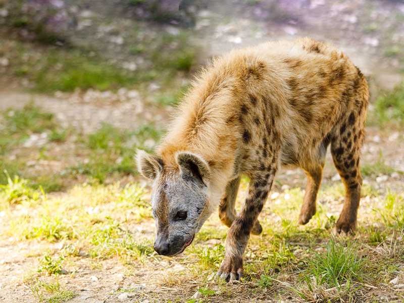 Spotted hyena | Selwo Aventura