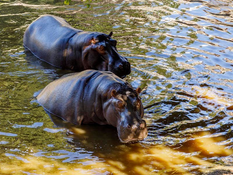 Hippopotamus