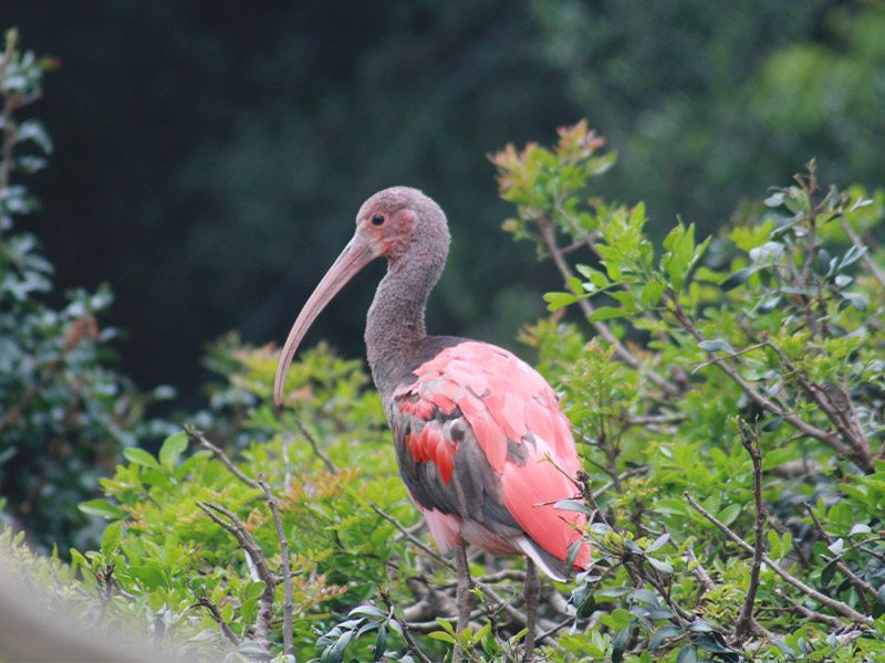 Ibis escarlata