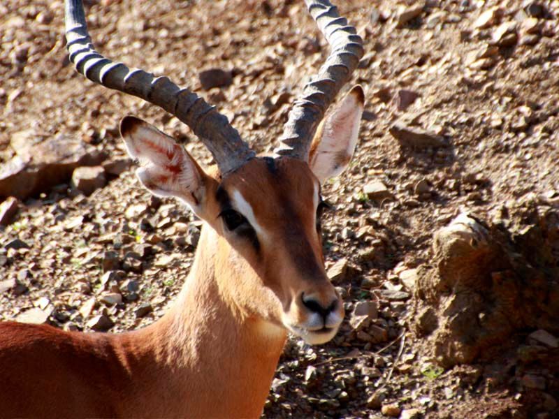 Impala