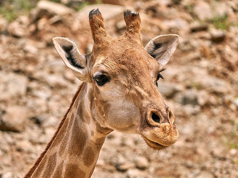 Angolan Giraffe