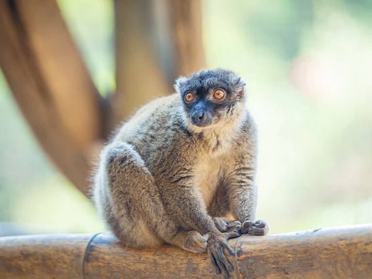 Mayotte lemur