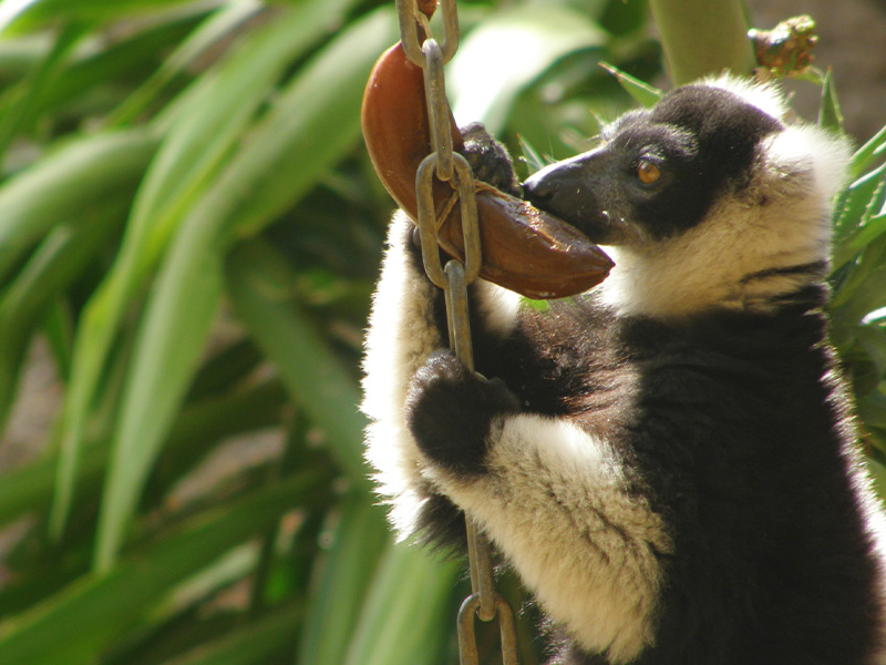 Lemur-rufo-blanco-negro
