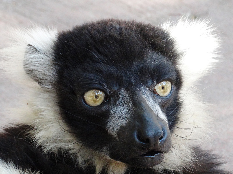 Lemur-rufo-blanco-negro