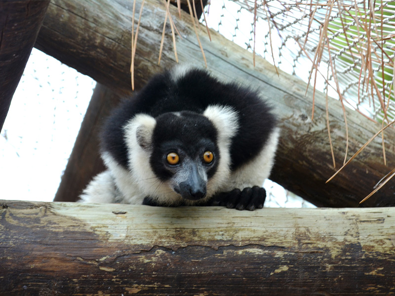 Lémur rufo blanco y negro, especie en peligro de extinción