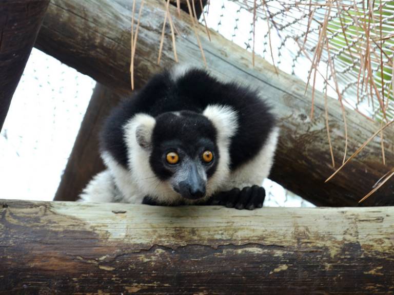 Black and white rufous lemur