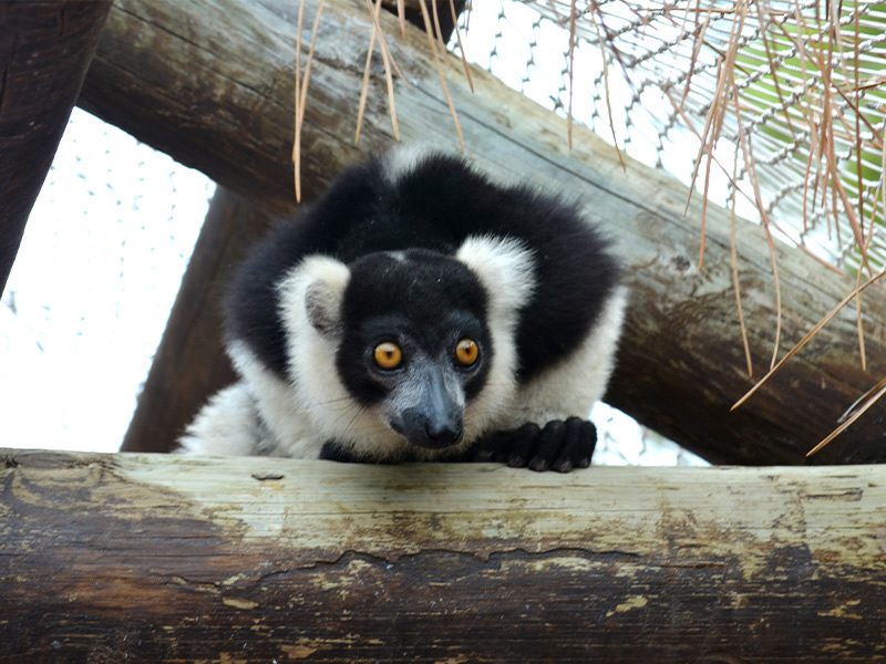 Lémur rufo blanco y negro