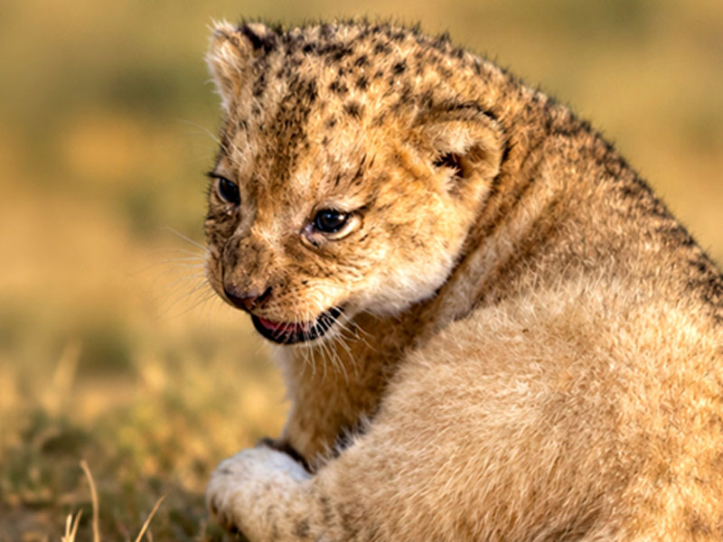 Cachorro de león del Atlas (Panthera leo leo) en Selwo Aventura Estepona