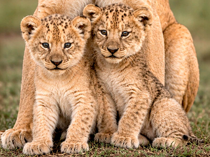 Cachorros de león del Atlas (Panthera leo leo) en Selwo Aventura Estepona