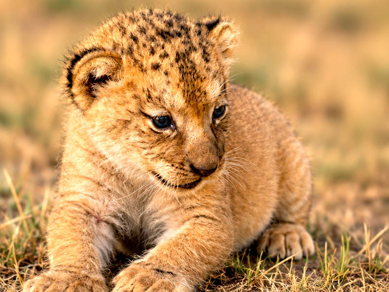 Cachorro de león del Atlas (Panthera leo leo) en Selwo Aventura Estepona