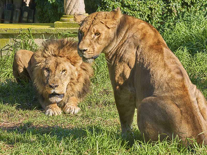 6 curiosidades interesantes sobre los leones que quizás no sabías