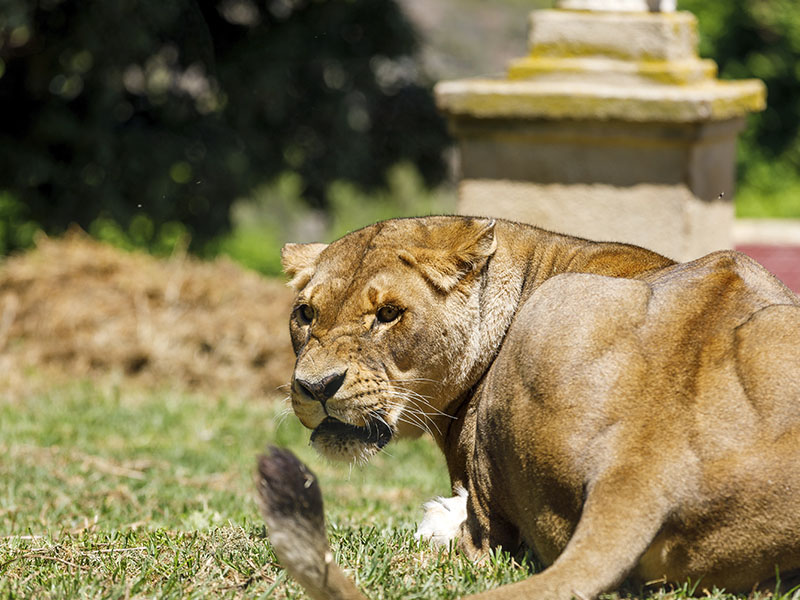 6 curiosidades interesantes sobre los leones que quizás no sabías